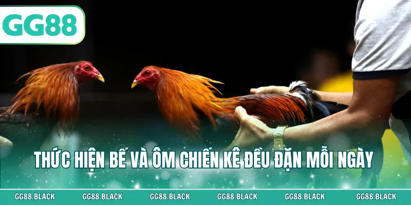 Thực hiện bế và ôm chiến kê đều đặn mỗi ngày